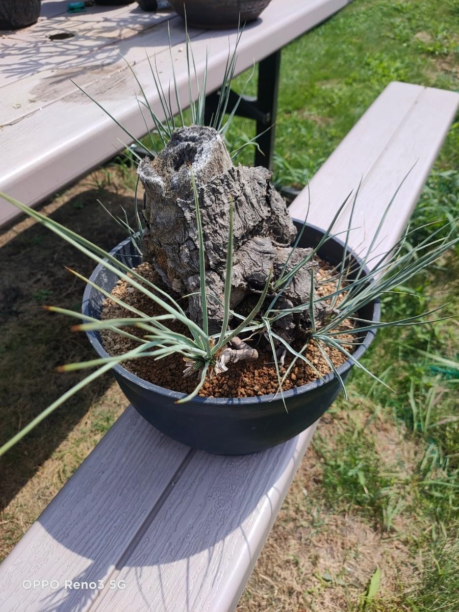 ユッカ　ロストラータ　盆栽 おしゃれ 観葉植物：ユッカ ロストラータ*10号 Yucca rostrata